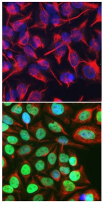 Immunocytochemistry/ Immunofluorescence - Anti-c-Fos antibody [2H2] (AB208942), expandable thumbnail