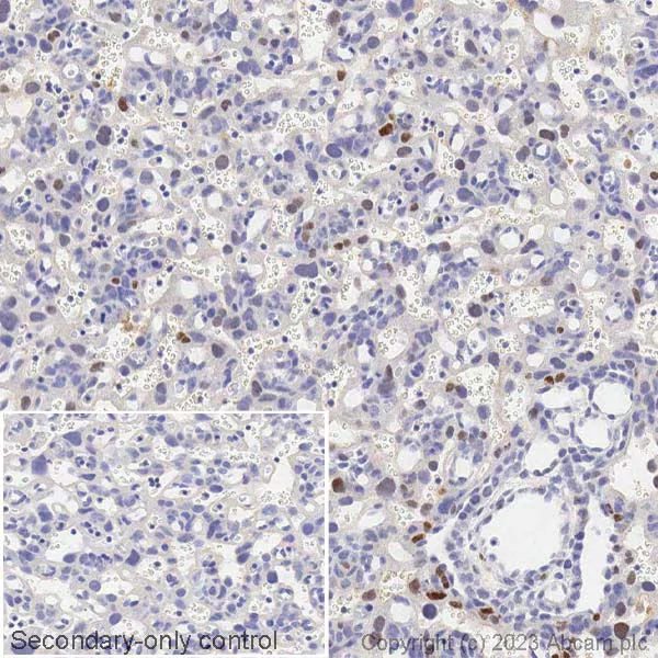Immunohistochemistry (Formalin/PFA-fixed paraffin-embedded sections) - Anti-c-Fos antibody [2H2] (AB208942)