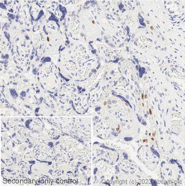 Immunohistochemistry (Formalin/PFA-fixed paraffin-embedded sections) - Anti-c-Fos antibody [2H2] (ab208942), expandable thumbnail