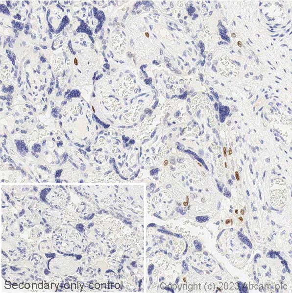 Immunohistochemistry (Formalin/PFA-fixed paraffin-embedded sections) - Anti-c-Fos antibody [2H2] (AB208942)