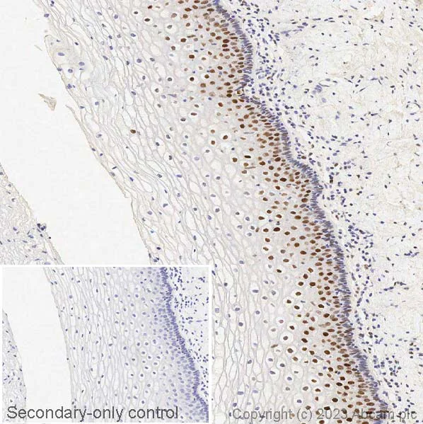 Immunohistochemistry (Formalin/PFA-fixed paraffin-embedded sections) - Anti-c-Fos antibody [2H2] (AB208942)