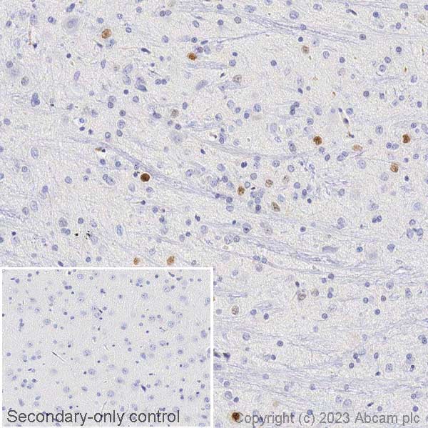Immunohistochemistry (Formalin/PFA-fixed paraffin-embedded sections) - Anti-c-Fos antibody [2H2] (ab208942), expandable thumbnail