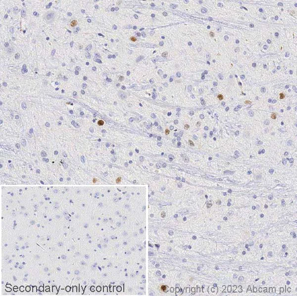 Immunohistochemistry (Formalin/PFA-fixed paraffin-embedded sections) - Anti-c-Fos antibody [2H2] (AB208942)