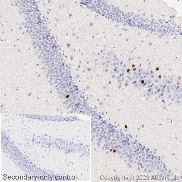 Immunohistochemistry (Formalin/PFA-fixed paraffin-embedded sections) - Anti-c-Fos antibody [2H2] (ab208942), expandable thumbnail
