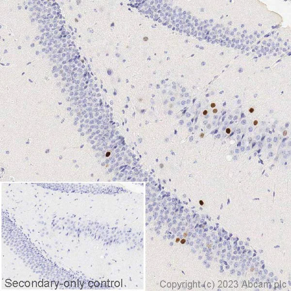 Immunohistochemistry (Formalin/PFA-fixed paraffin-embedded sections) - Anti-c-Fos antibody [2H2] (AB208942)