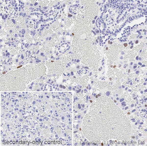 Immunohistochemistry (Formalin/PFA-fixed paraffin-embedded sections) - Anti-c-Fos antibody [2H2] (ab208942), expandable thumbnail