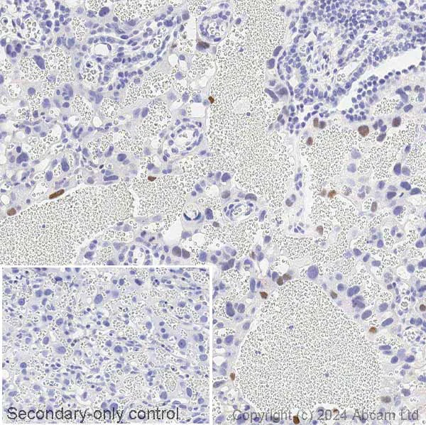 Immunohistochemistry (Formalin/PFA-fixed paraffin-embedded sections) - Anti-c-Fos antibody [2H2] (AB208942)