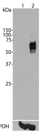 Western blot - Anti-c-Fos antibody [2H2] (AB208942)