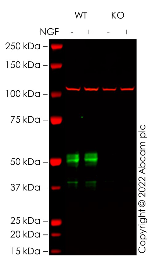 Western blot - Anti-c-Fos antibody [2H2] (ab208942), expandable thumbnail
