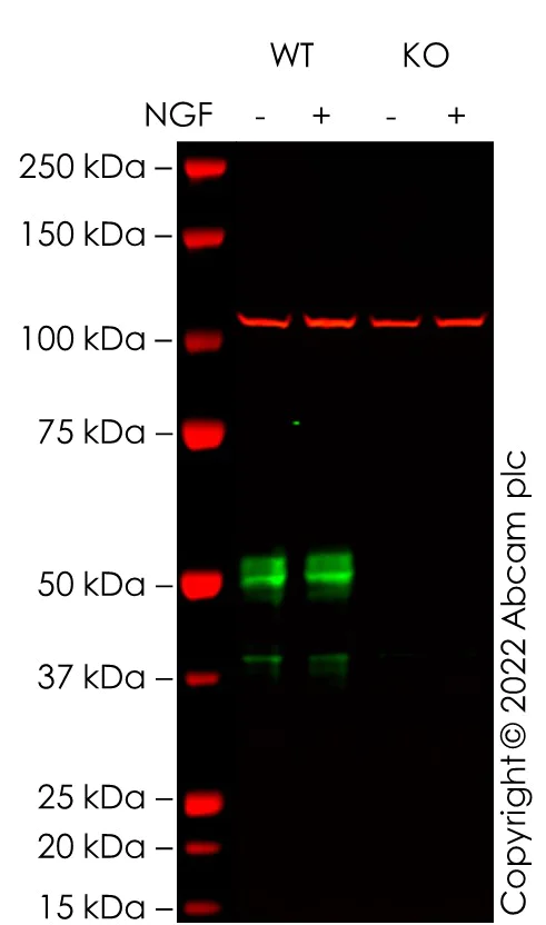Western blot - Anti-c-Fos antibody [2H2] (AB208942)