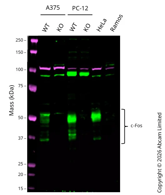 Western blot - Anti-c-Fos antibody [2H2] (AB208942)