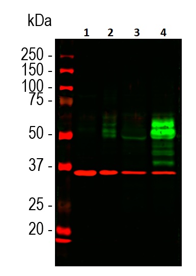Western blot - Anti-c-Fos antibody [2H2] (AB208942), expandable thumbnail