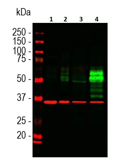 Western blot - Anti-c-Fos antibody [2H2] (AB208942)