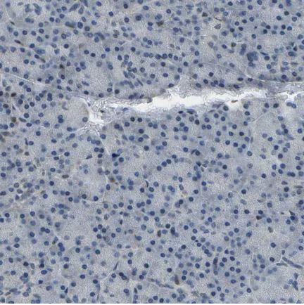 Immunohistochemistry (Formalin/PFA-fixed paraffin-embedded sections) - Anti-c-Fos antibody (AB209794)