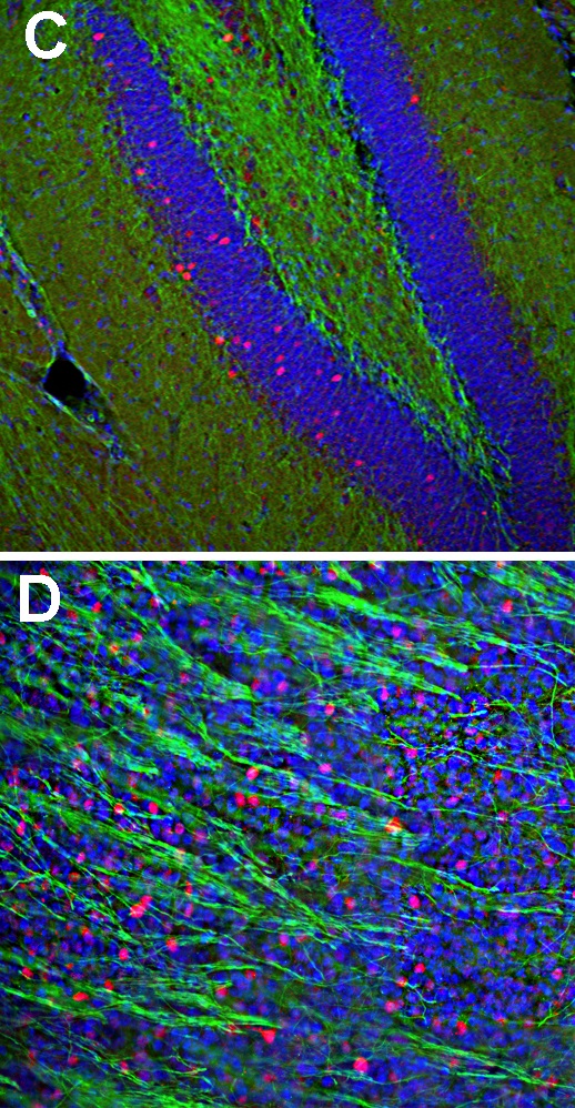 Anti-c-Fos antibody - BSA free