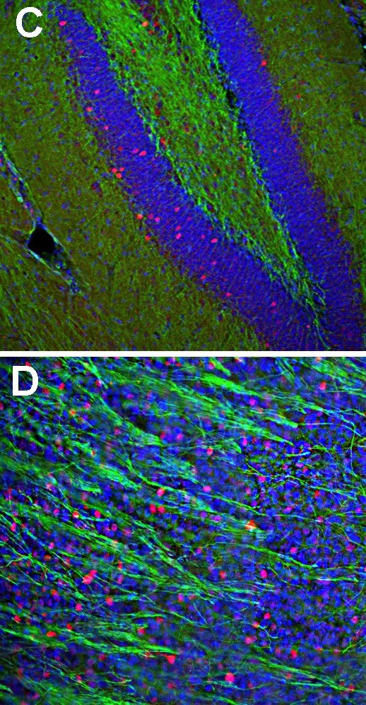 Immunohistochemistry - Free Floating - Anti-c-Fos antibody - BSA free (AB190289)