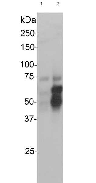 Western blot - Anti-c-Fos antibody - BSA free (AB190289)