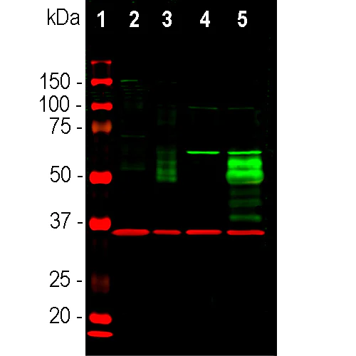 Western blot - Anti-c-Fos antibody - BSA free (AB190289)