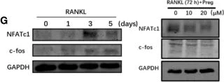 Western blot - Anti-c-Fos antibody - BSA free (AB190289)