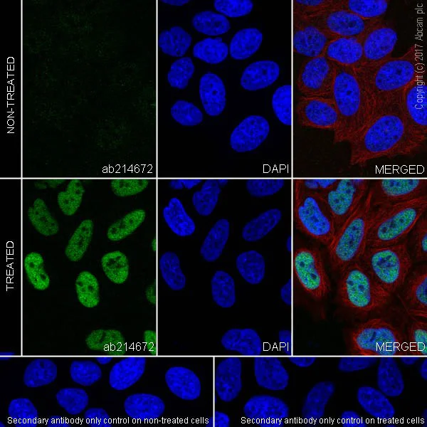 Immunocytochemistry/ Immunofluorescence - Anti-c-Fos antibody [EPR20769] (AB214672)