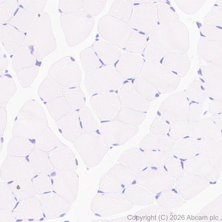 c-Fos抗体[EPR20769] (ab214672)| Abcam中文官网
