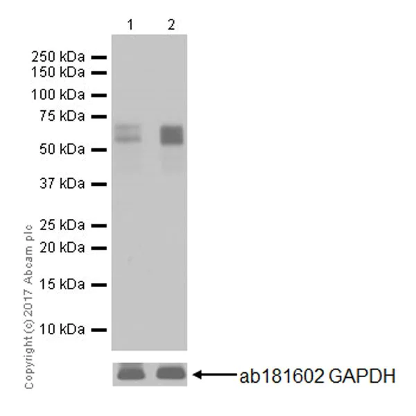 Western blot - Anti-c-Fos antibody [EPR20769] (AB214672)