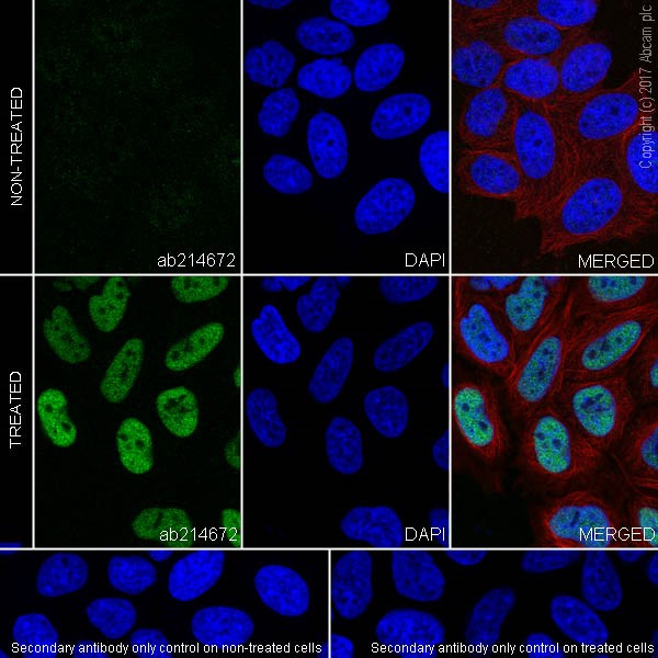 Immunocytochemistry/ Immunofluorescence - Anti-c-Fos antibody [EPR20769] - BSA and Azide free (AB236039), expandable thumbnail