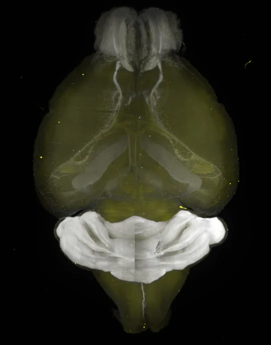 IHC-tissue clearing - Anti-c-Fos antibody [EPR21930-238] (AB222699)