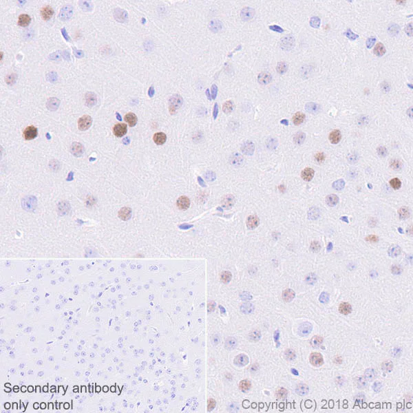 Immunohistochemistry (Formalin/PFA-fixed paraffin-embedded sections) - Anti-c-Fos antibody [EPR21930-238] (AB222699)
