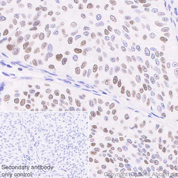 Immunohistochemistry (Formalin/PFA-fixed paraffin-embedded sections) - Anti-c-Fos antibody [EPR21930-238] (AB222699)