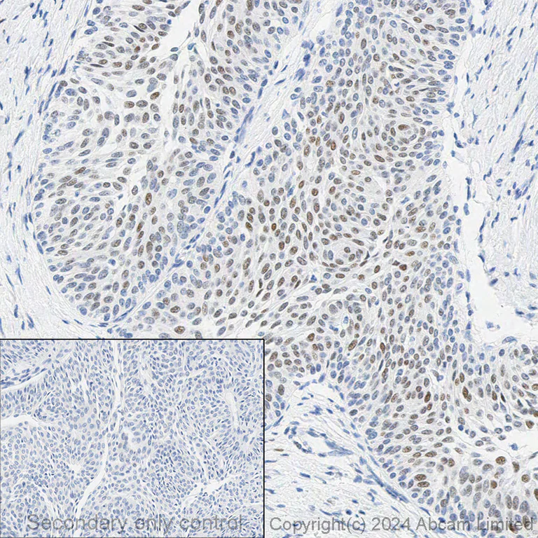 Immunohistochemistry (Formalin/PFA-fixed paraffin-embedded sections) - Anti-c-Fos antibody [EPR21930-238] (AB222699)