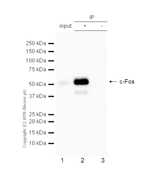 Immunoprecipitation - Anti-c-Fos antibody [EPR21930-238] (AB222699)