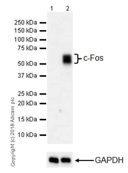 Anti-c-Fos antibody [EPR21930-238] - recombinant (ab222699) | Abcam
