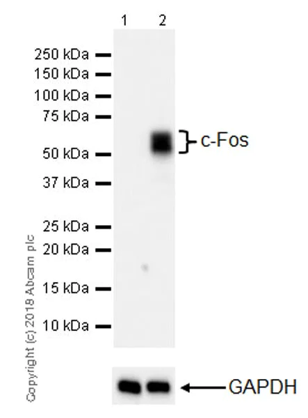Western blot - Anti-c-Fos antibody [EPR21930-238] (AB222699)