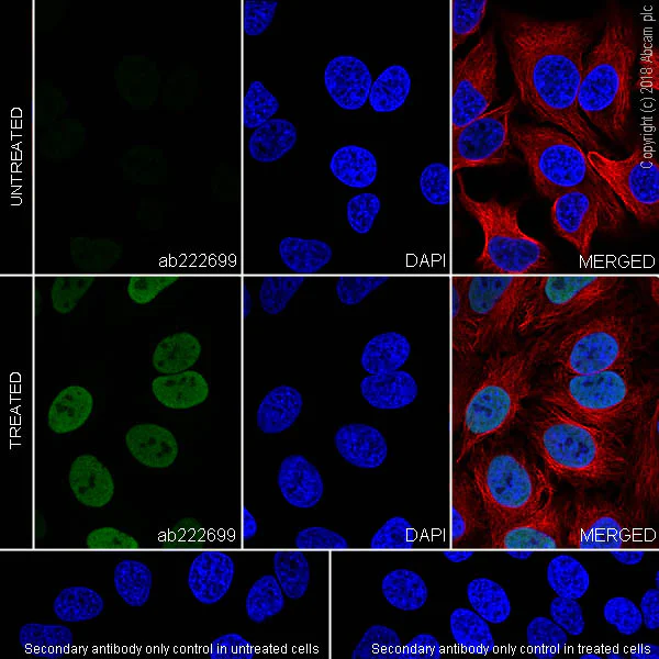 Immunocytochemistry/ Immunofluorescence - Anti-c-Fos antibody [EPR21930-238] - BSA and Azide free (AB234964)