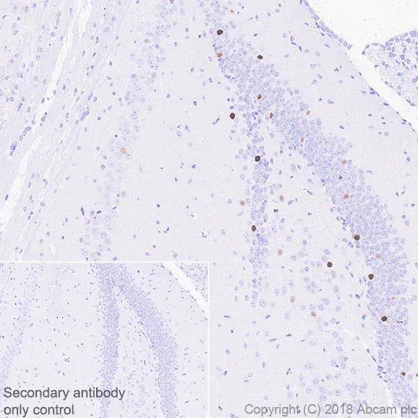 Immunohistochemistry (Formalin/PFA-fixed paraffin-embedded sections) - Anti-c-Fos antibody [EPR21930-238] - BSA and Azide free (AB234964)