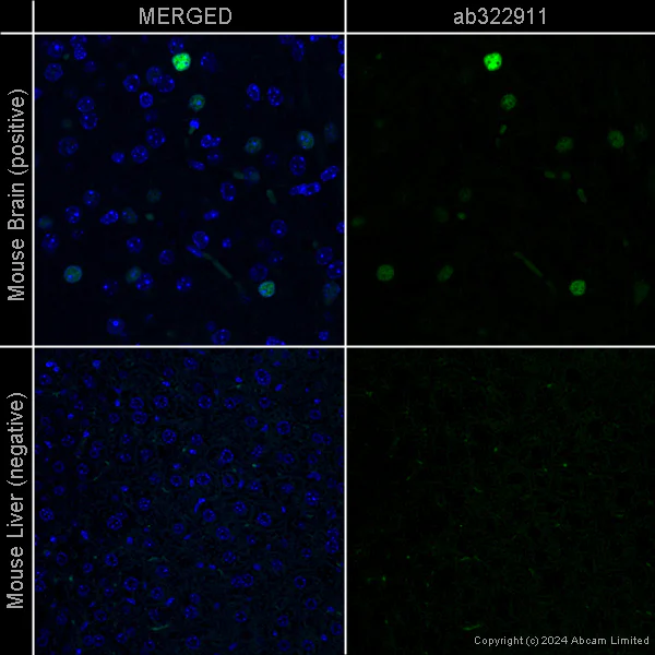 Immunohistochemistry (Formalin/PFA-fixed paraffin-embedded sections) - Anti-c-Fos antibody [EPR21930-238] – Rat IgG2a (Chimeric) (AB322911)