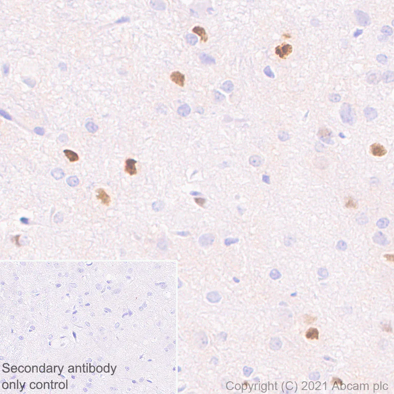 Immunohistochemistry (Formalin/PFA-fixed paraffin-embedded sections) - Anti-c-Fos antibody [EPR24046-20] (AB289723)