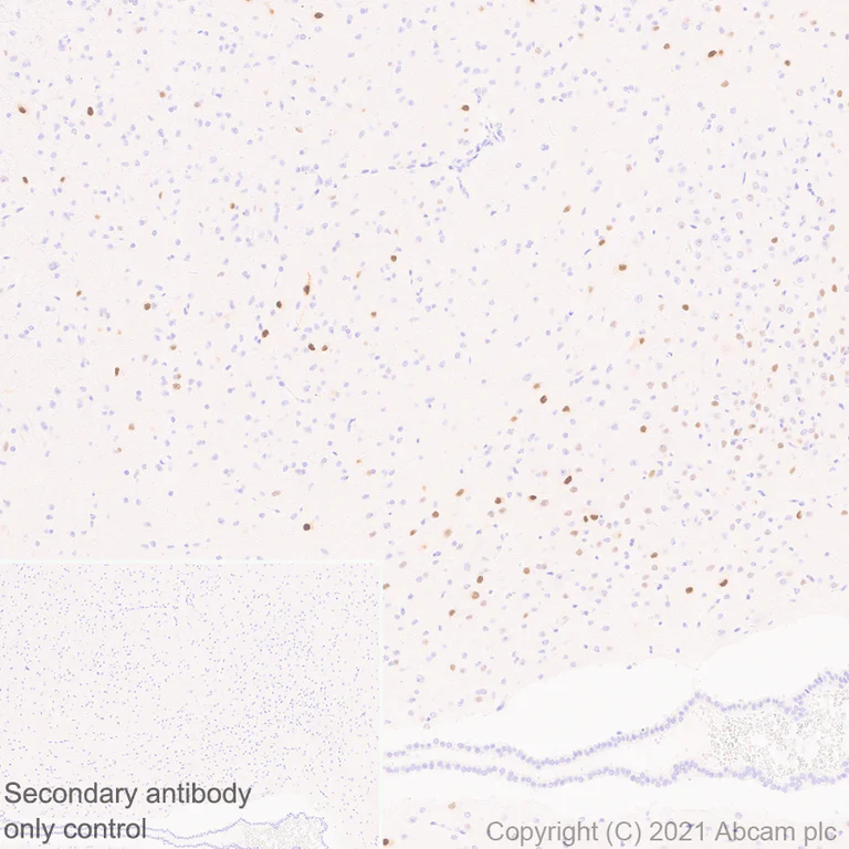 Immunohistochemistry (Formalin/PFA-fixed paraffin-embedded sections) - Anti-c-Fos antibody [EPR24046-20] (AB289723)