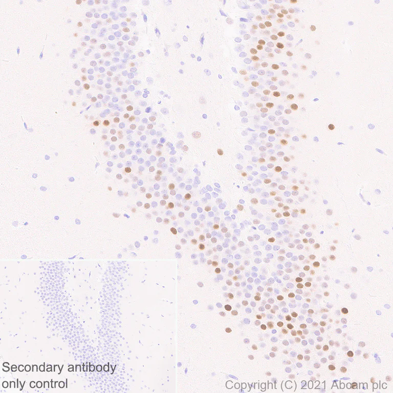 Immunohistochemistry (Formalin/PFA-fixed paraffin-embedded sections) - Anti-c-Fos antibody [EPR24046-20] - BSA and Azide free (AB289726)