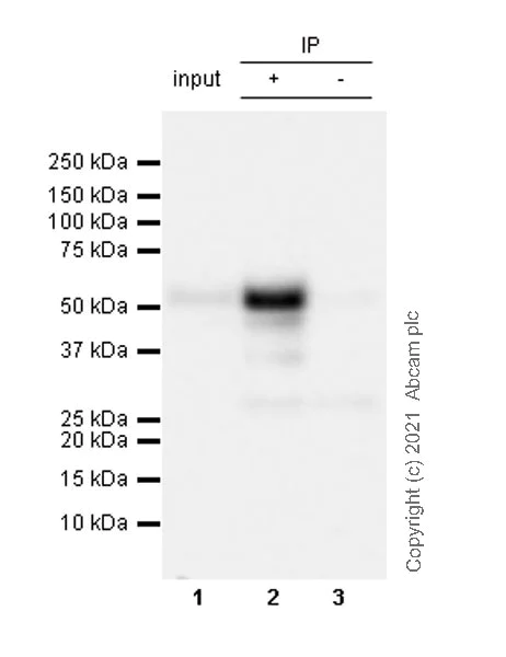 Immunoprecipitation - Anti-c-Fos antibody [EPR24046-20] - BSA and Azide free (AB289726)