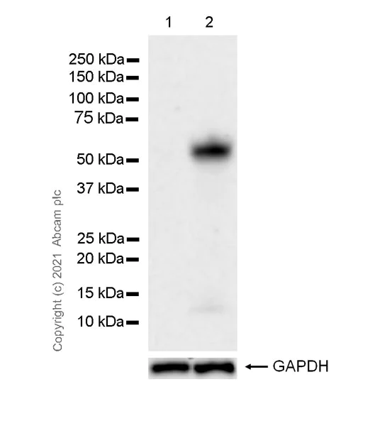 Western blot - Anti-c-Fos antibody [EPR24046-20] - BSA and Azide free (AB289726)
