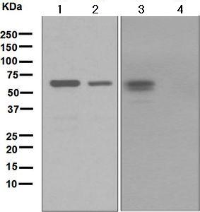 Western blot - Anti-c-Fos antibody [EPR883(2)] (AB134122), expandable thumbnail