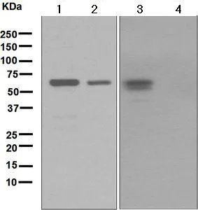 Western blot - Anti-c-Fos antibody [EPR883(2)] (AB134122)