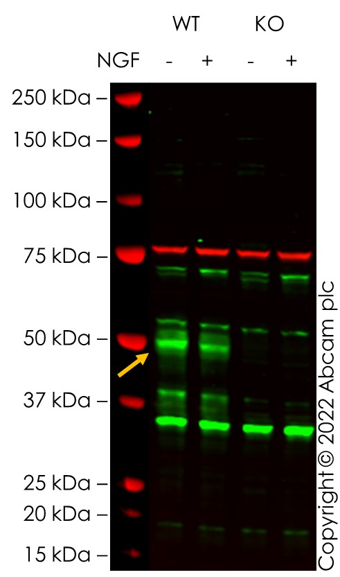 Western blot - Anti-c-Fos antibody [EPR883(2)] (AB134122), expandable thumbnail