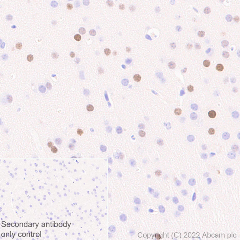 Immunohistochemistry (Formalin/PFA-fixed paraffin-embedded sections) - Anti-c-Fos antibody [N486/32] (AB302667)