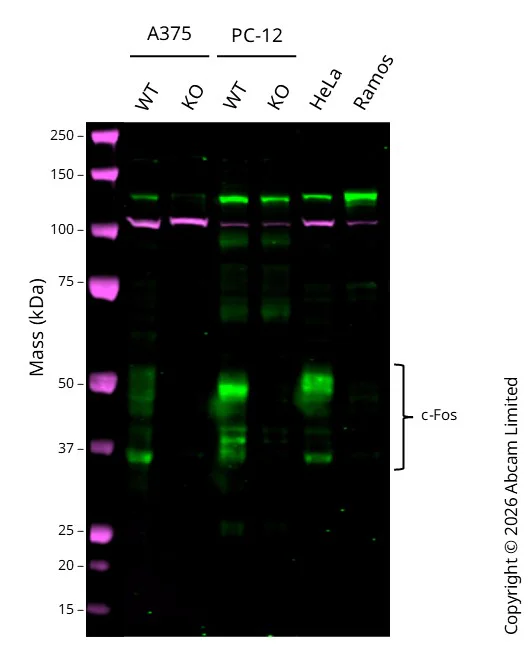 Western blot - Anti-c-Fos antibody [N486/32] (AB302667)