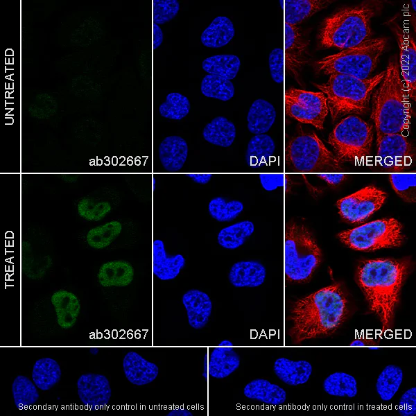 Immunocytochemistry/ Immunofluorescence - Anti-c-Fos antibody [N486/32] - BSA and Azide free (AB302668)