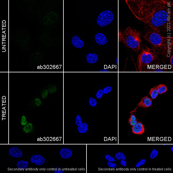 Immunocytochemistry/ Immunofluorescence - Anti-c-Fos antibody [N486/32] - BSA and Azide free (AB302668)
