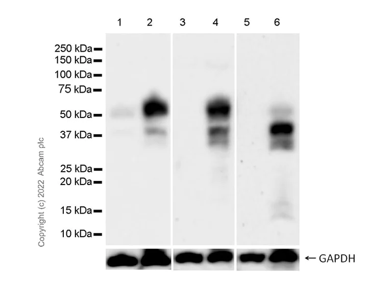 Western blot - Anti-c-Fos antibody [N486/32] - BSA and Azide free (AB302668)